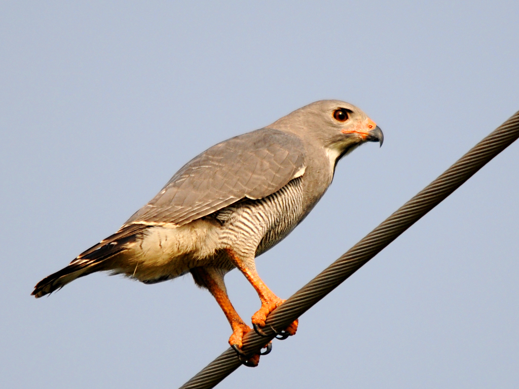 sezibwa falls birds
