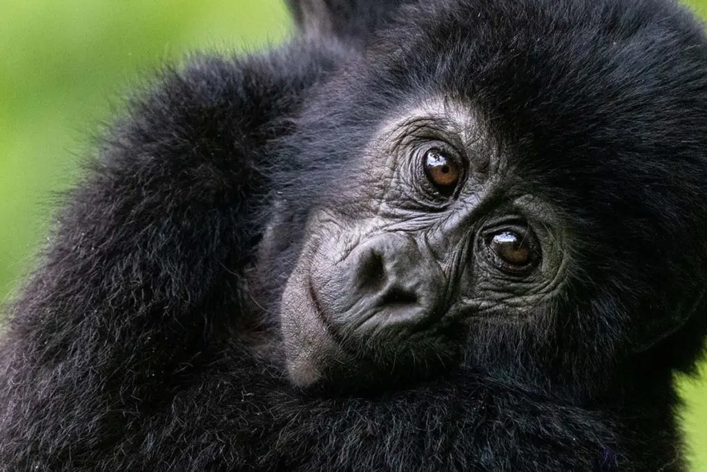 Bwindi gorilla treking tour 
