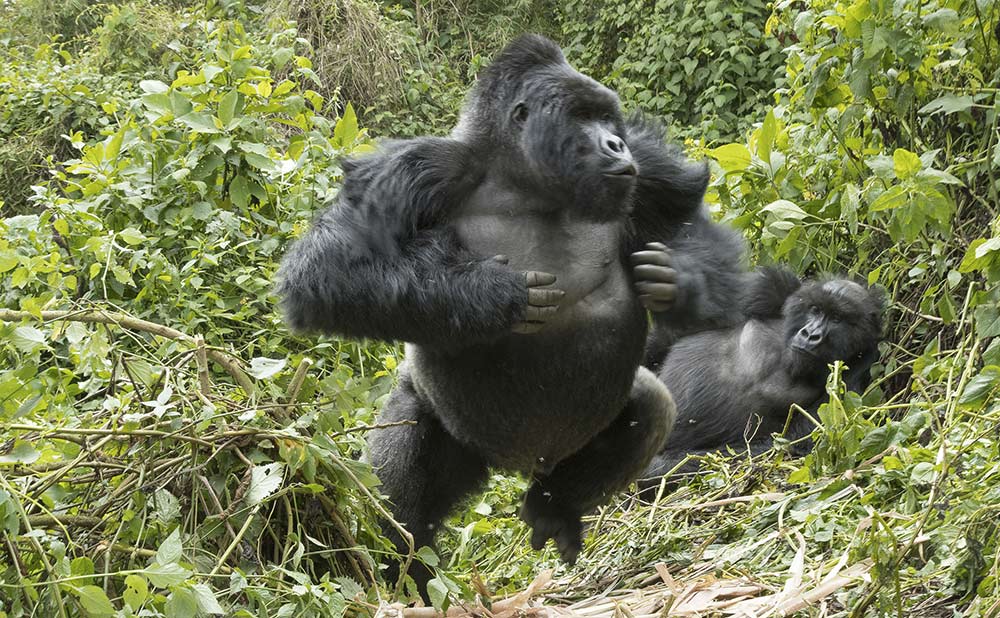 gorilla trekking 