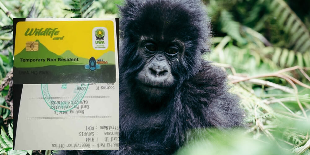 gorilla trekking 