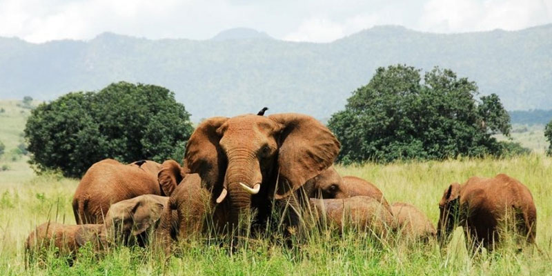 kidepo valley national park 