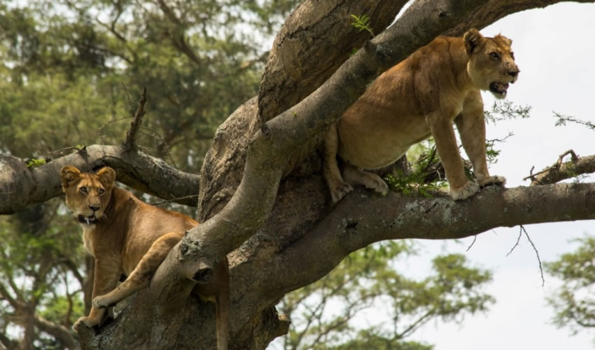 lion tracking in queen elizabeth national park