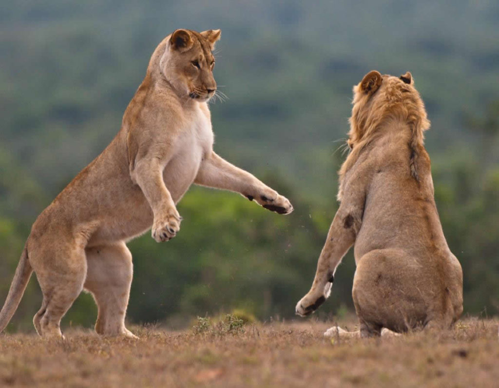 lions in murchison falls 