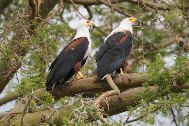 queen elizabeth national park birds

