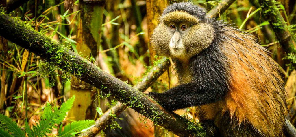 rwanda gorilla trekking 