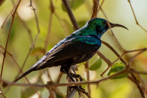 birds of sipi falls 