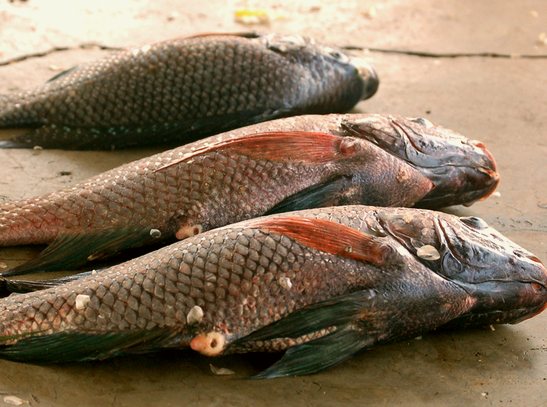 fishing in lake mburo national park