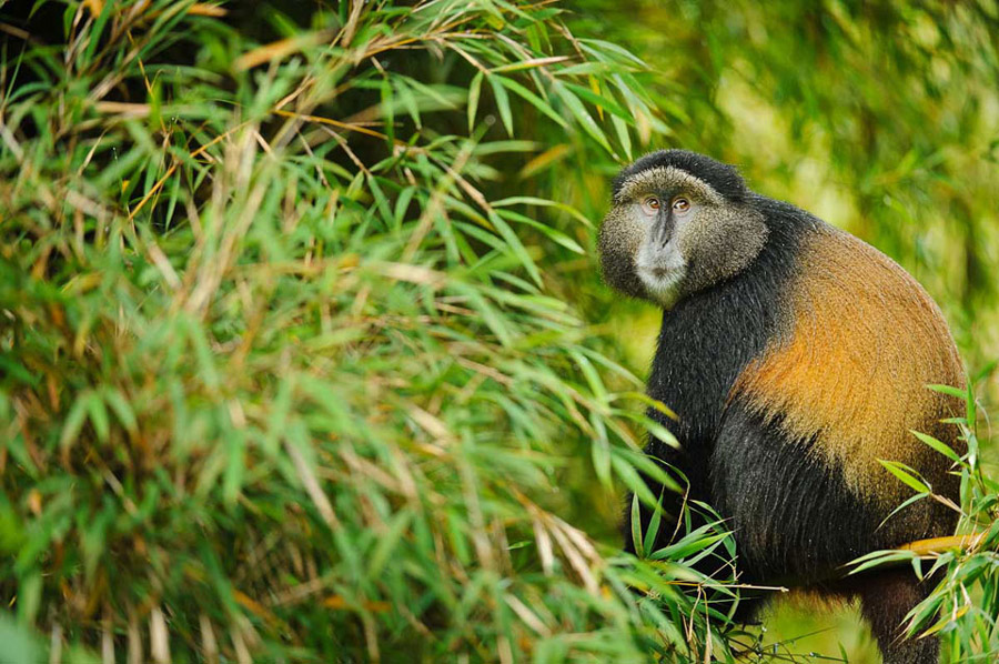 uganda golden monket trekking 