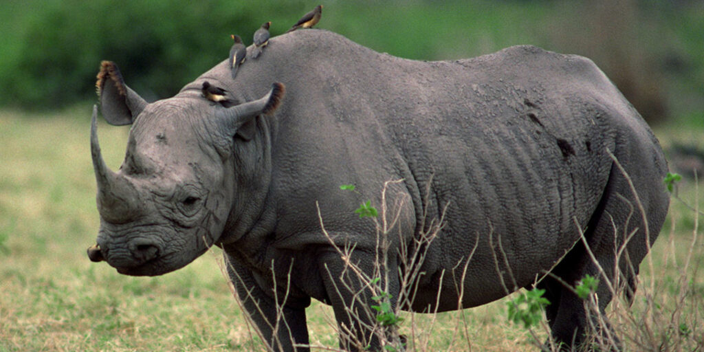ziwa Rhinos 
