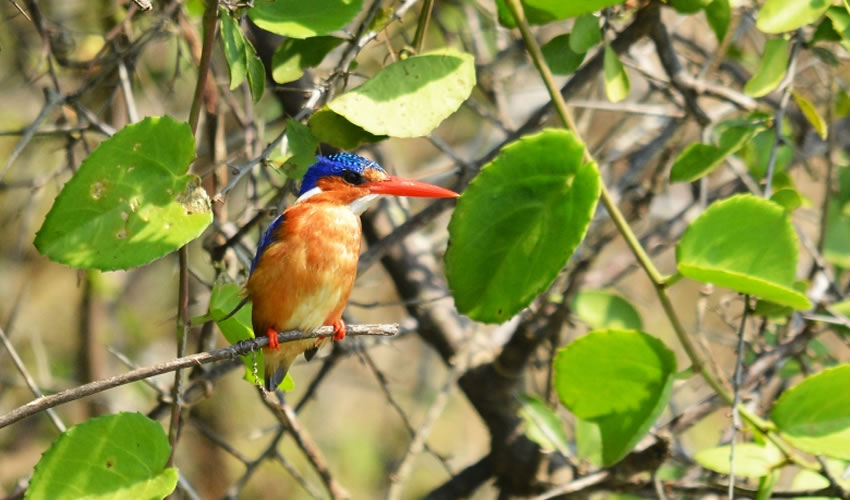 Bigodi wetland sanctuary