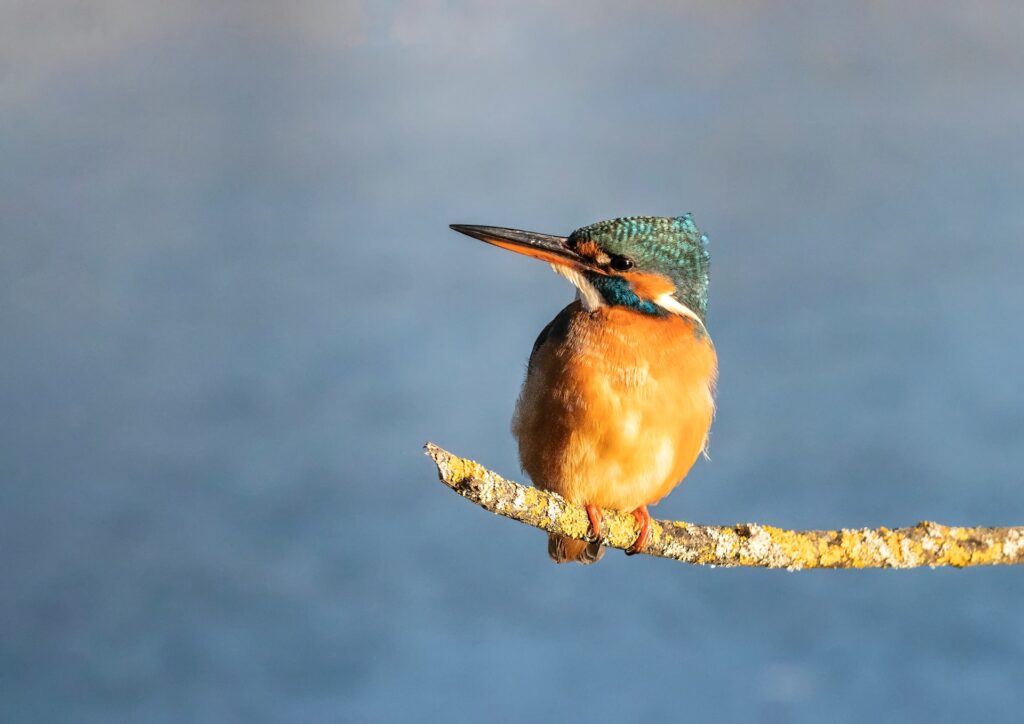 bunoyonyi birding
