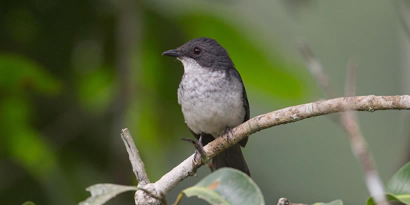 Budongo Forest Reserve