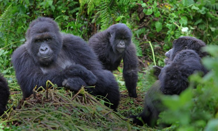 bwindi gorilla families 