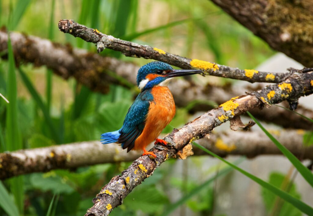 mburo  birds