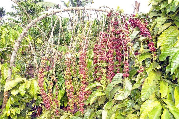 coffee tours in Uganda