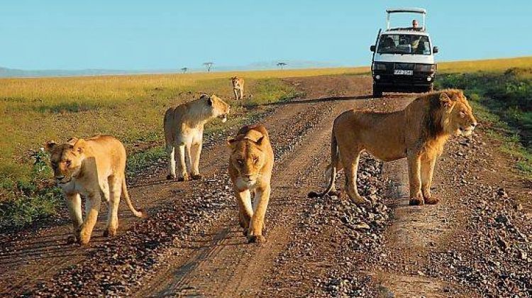 game drive in  murchsion falls national park 
