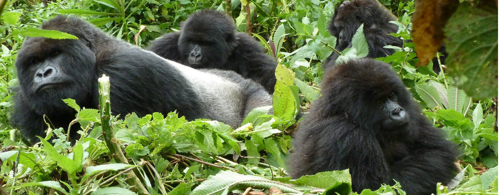 gorilla habituation 