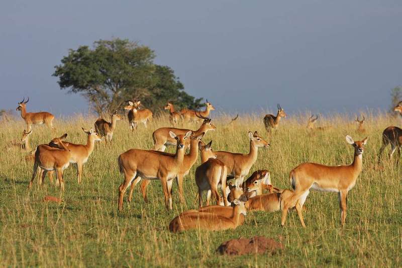 wildlife at queen elizabeth national park