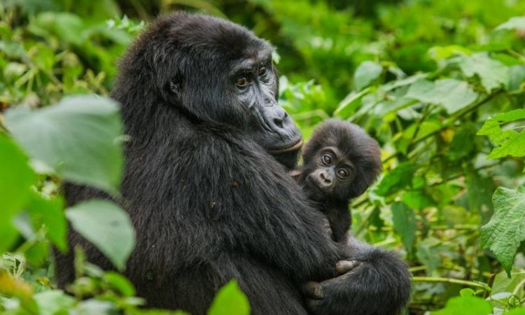 4 Days double gorilla trekking safari from Kigali