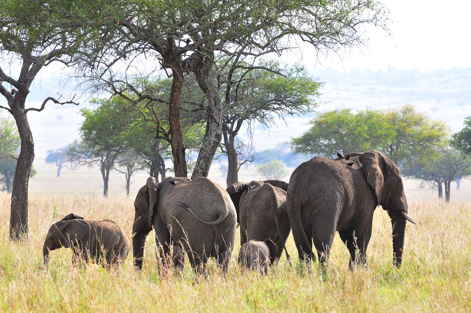 4 days Kidepo wildlife safari