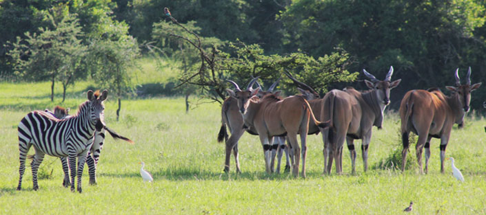12 Days Uganda Wildlife Safari