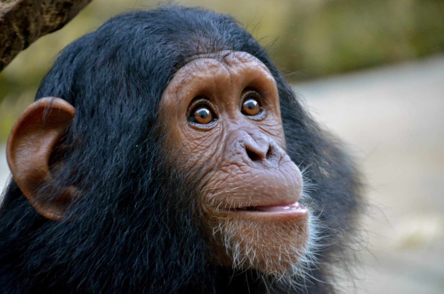 uganda chimpanzee trekking 