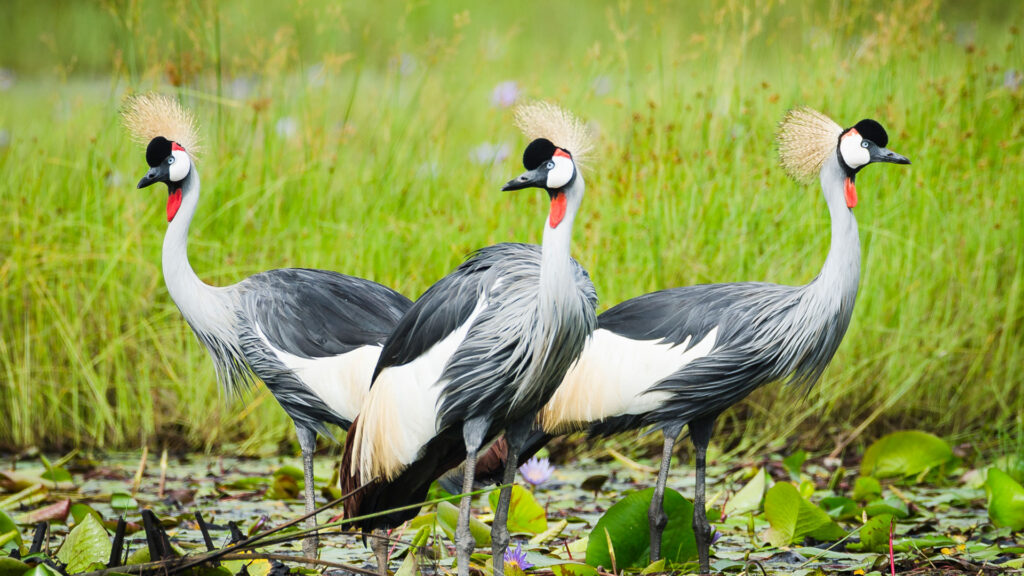crested cran in mabamba swamp 