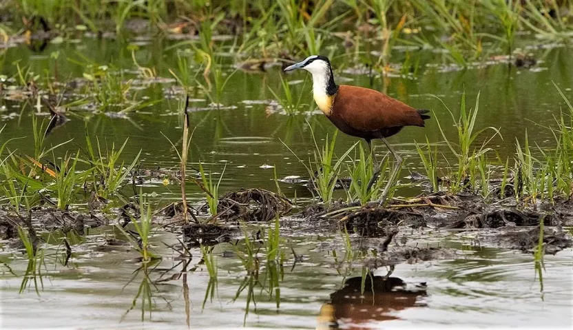 birds of mabamba swamps