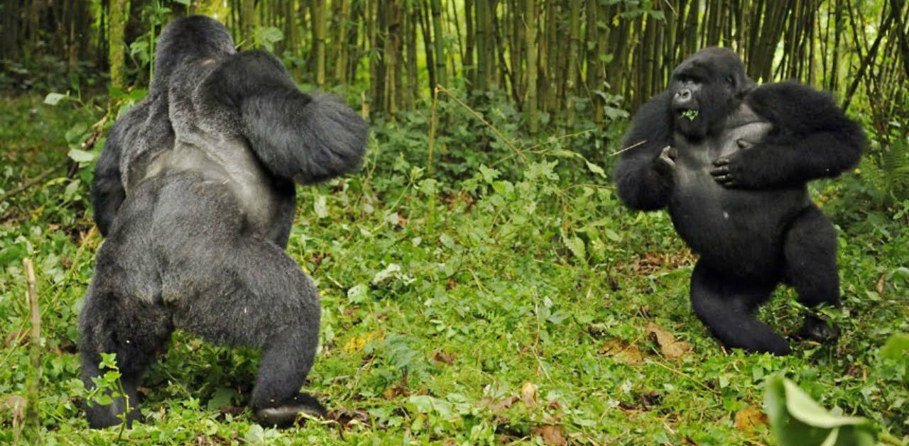 Are The Gorillas Endangered?