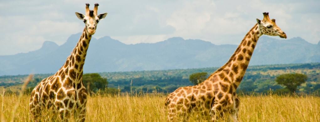 4 Days Kidepo Wildlife Safari