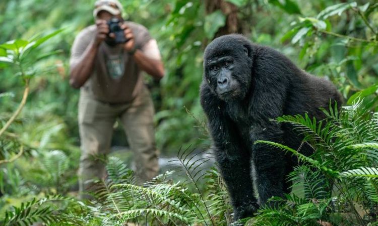 4 Days Double Gorilla Trekking Safari From Kigali