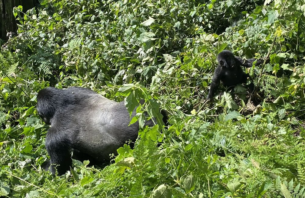 5 Days Gorilla Habituation And Chimpanzee Trekking Safari