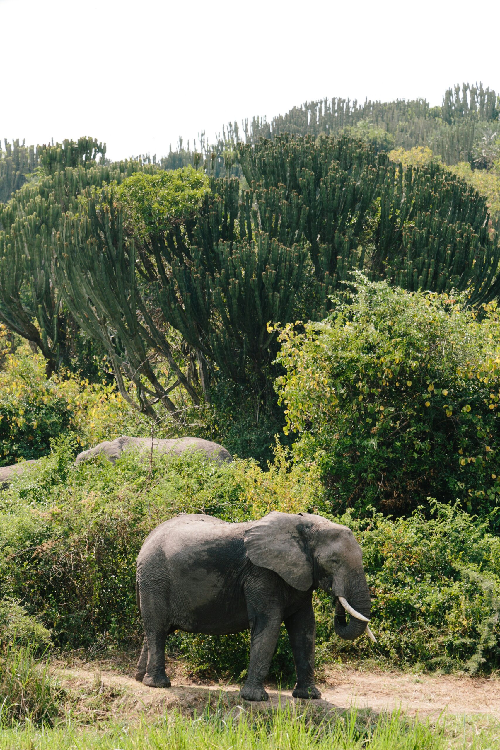 🐘 Queen Elizabeth National Park