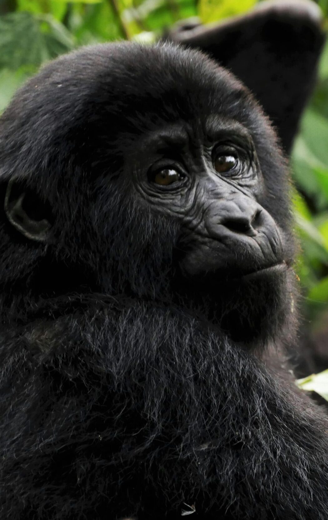 Bwindi Impenetrable National Park