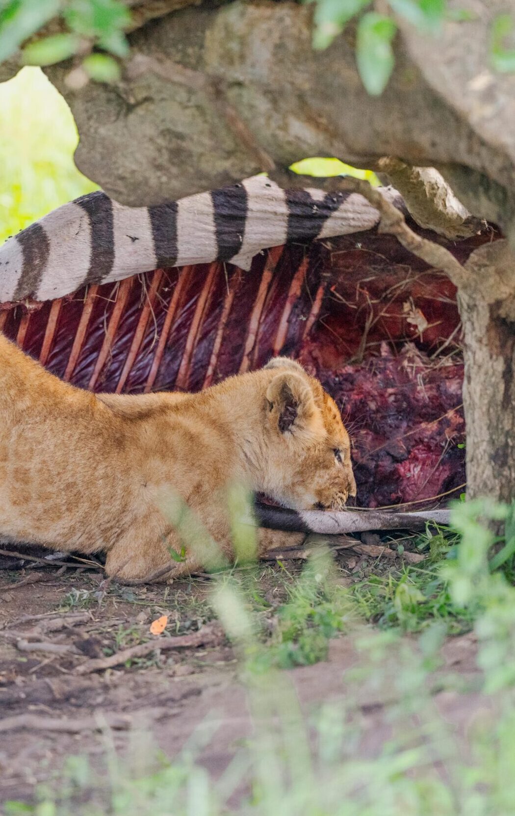 Queen Elizabeth National Park