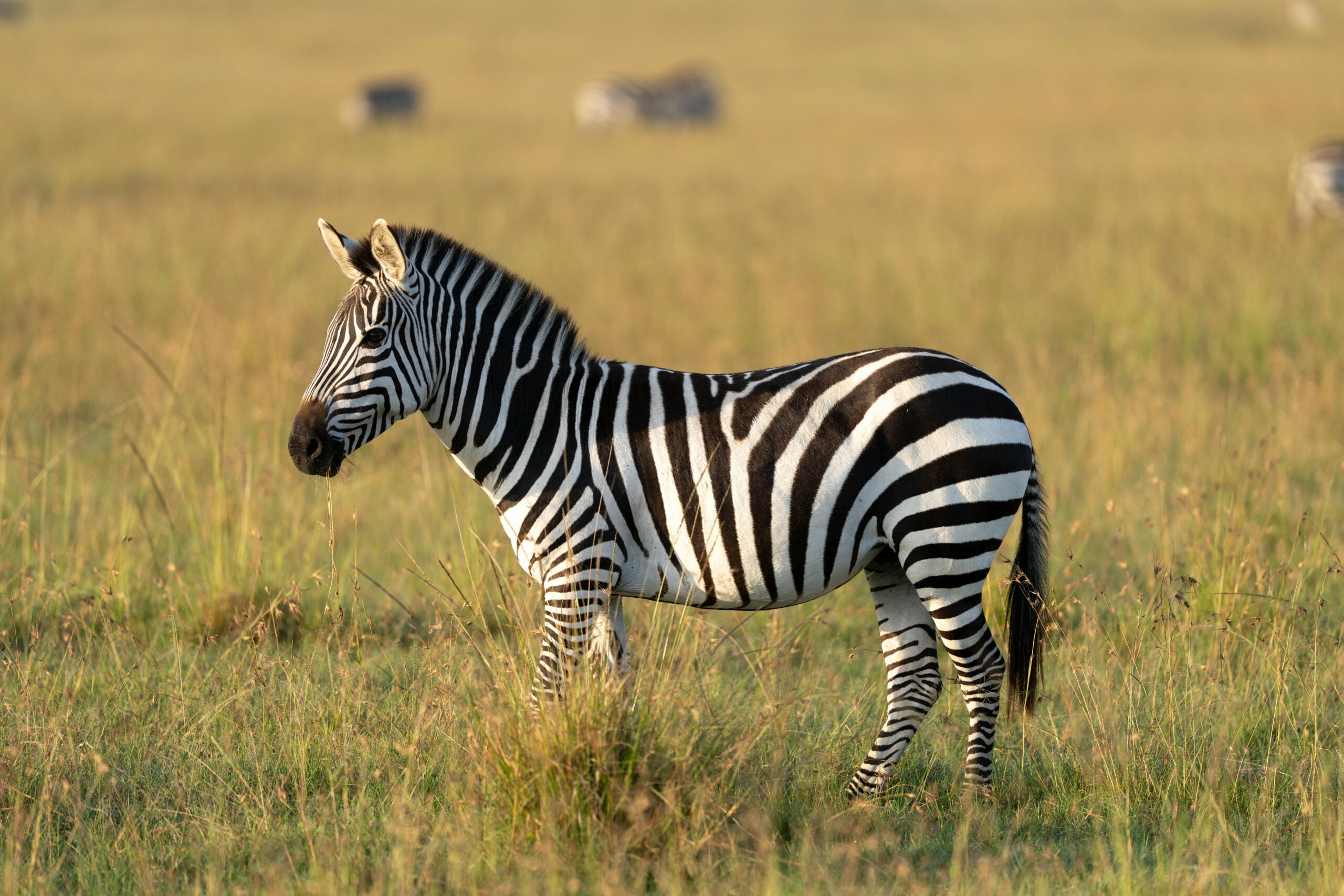Lake Mburo National Park