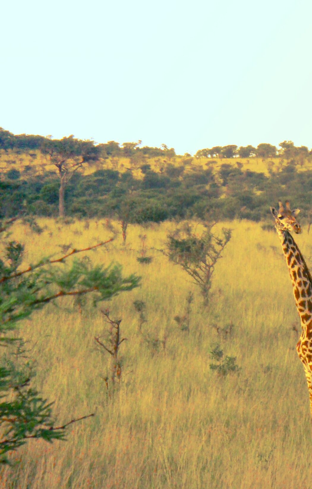 Murchison Falls National Park 