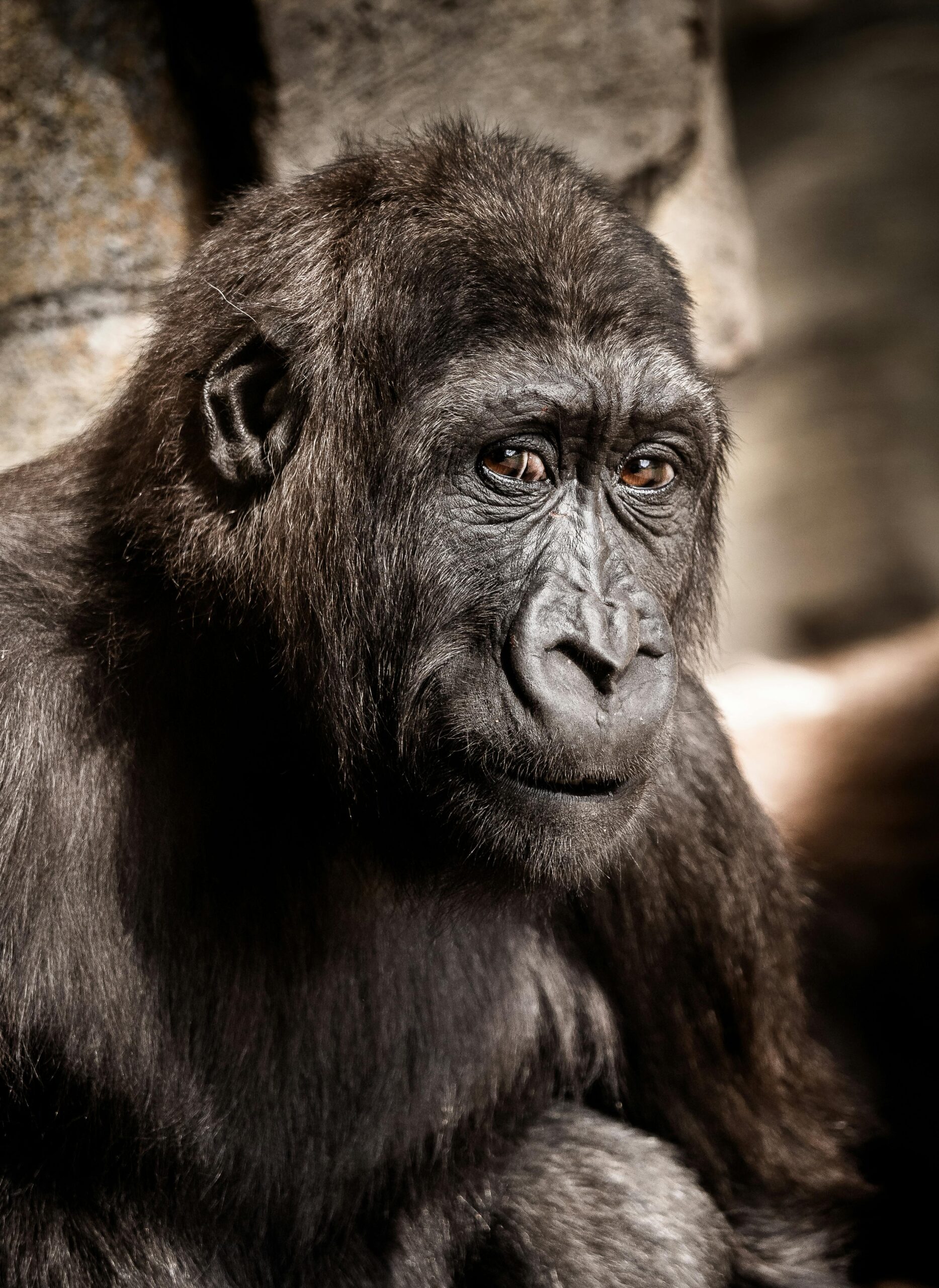 🦍 Bwindi Impenetrable National Park